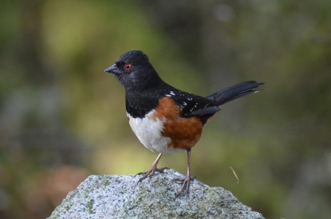 Spotted Towhee