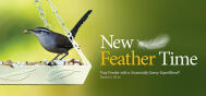 EDU Feather Foundations 2607E