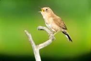Wren, house singing