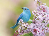 Mountain Bluebird