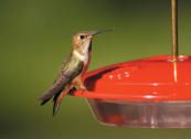 Rufous Hummingbird