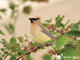 cedarwaxwing_thumb